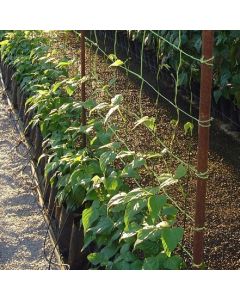 Steungaas Carnea 2x10m