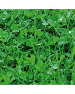 Microclover 1kg