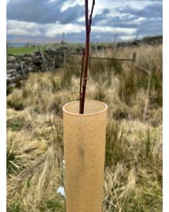 Thomson BIO Boombeschermers 120cm