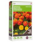 Groenbemester Tagetes Bonita 50g