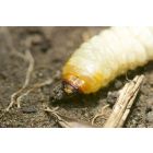Aaltjes tegen larven taxus- en snuitkever ECOstyle