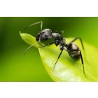 Aaltjes tegen mieren ECOstyle