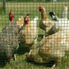 Aravis Vierkant gaas groen 100cm - 13x13x0,90mm - 5m