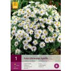 Aster Dumosus Apollo 1st