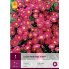 Aster Dumosus Jenny 1st