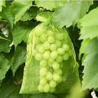 BOTRA Xtra Fruithoes 20x30cm frisgroen - 25 stuks