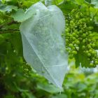 BOTRA Fruithoes 30x40cm wit - 50 stuks