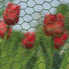 Hexanet - Kippengaas geplastificeerd groen 50cm - 13x1,00mm - 25m