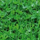 Microclover 1kg