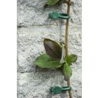 Clematisklemmen groen set 12 stuks