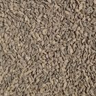 Zaad Phacelia tanacetifolia 1kg - Groenbemester